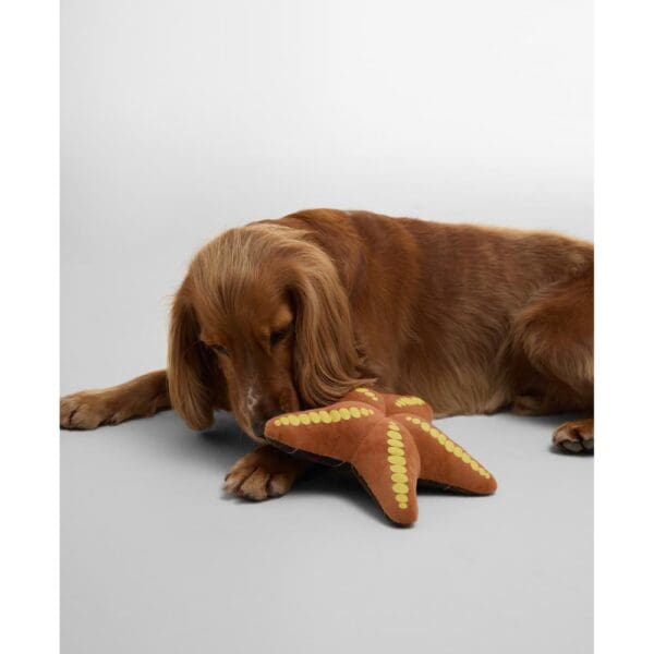 Barbour Starfish Dog Toy