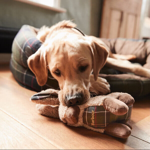 TGC Dogs Product Category Template