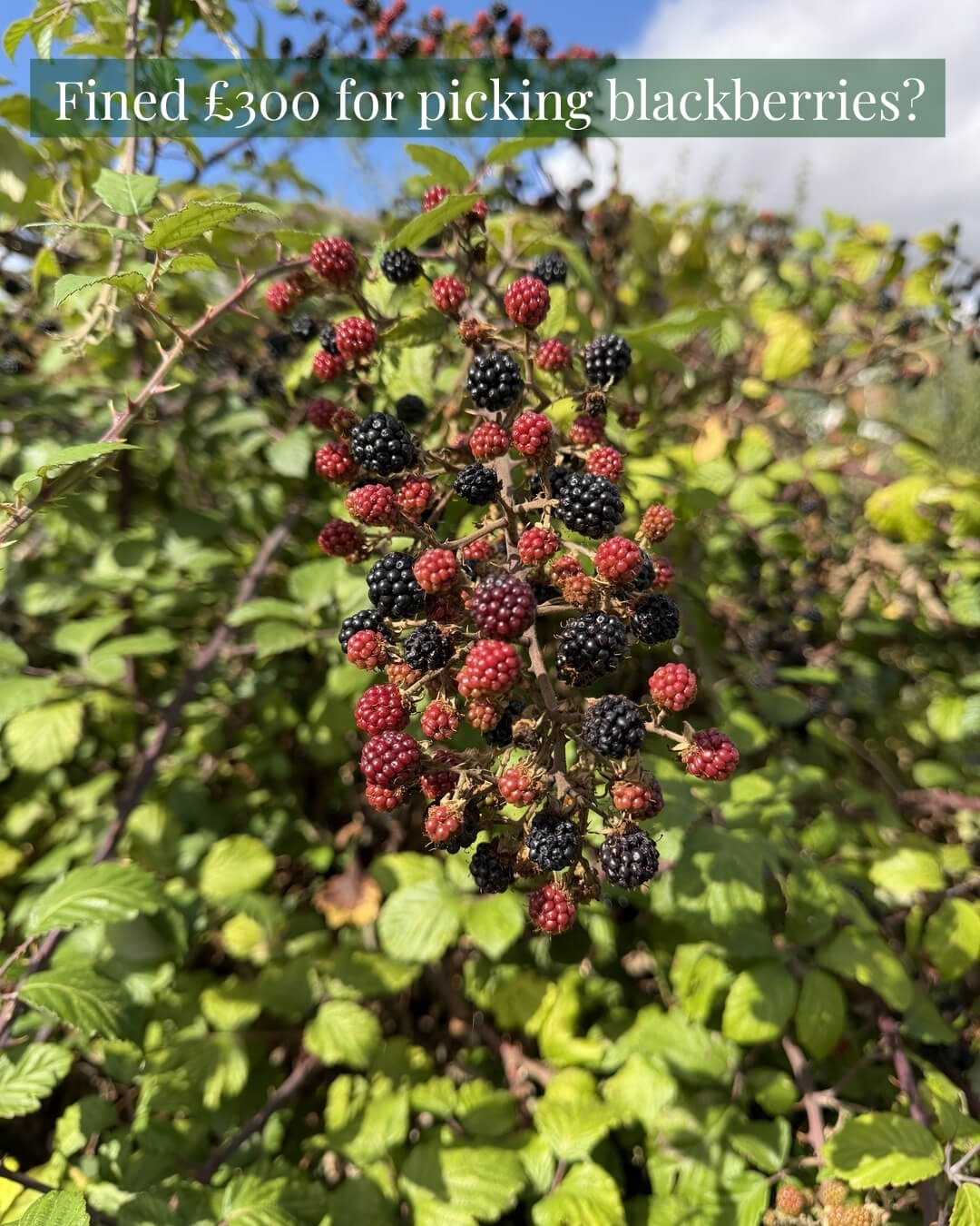 Fined £300 for picking blackberries