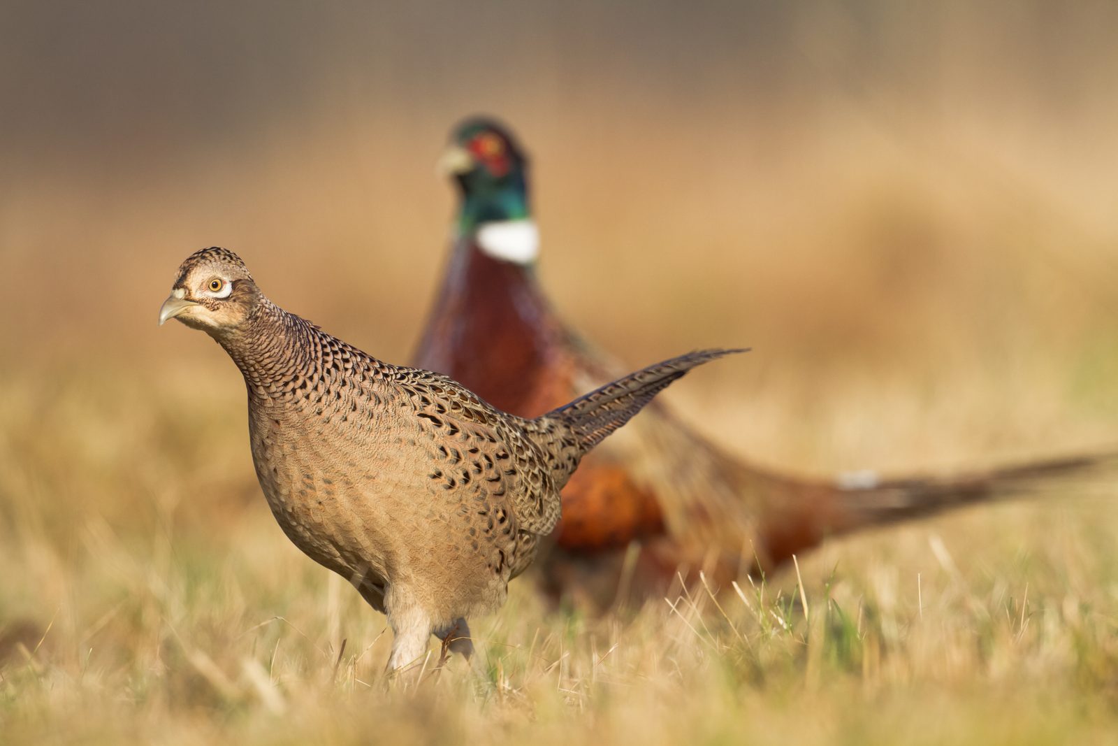 gamebird pheasant web