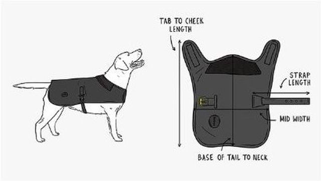 How to measure your dog for a Barbour dog coat: base of tail to neck, mid width, tab to cheek length and strap length