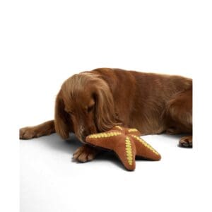 Barbour Starfish Dog Toy
