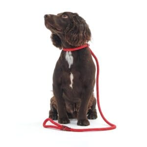 Barbour Rope Reflective Slip Lead
