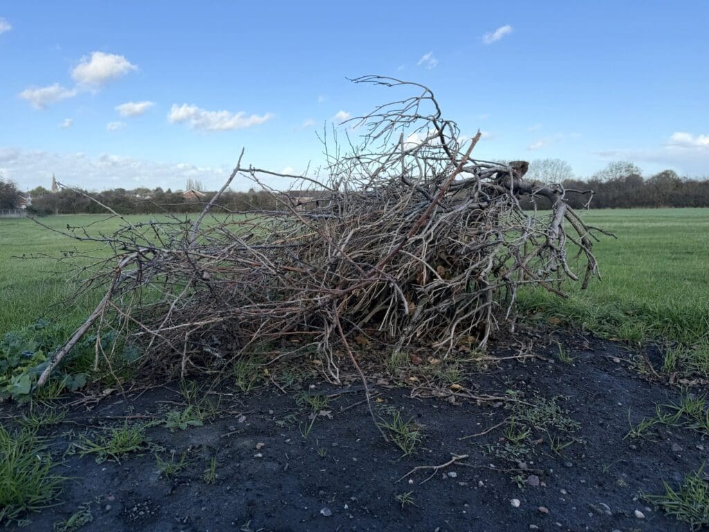 Hedge trimmings bonfire pile in our paddock
