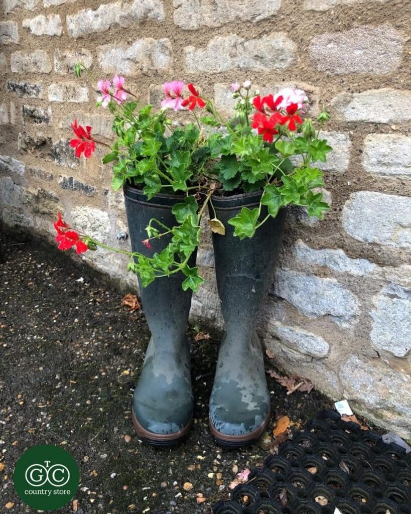 A pair of old green wellington boots planted with red and pink trailing geraniums against a stone wall outside The Gun Cupboard at Castle Ashby