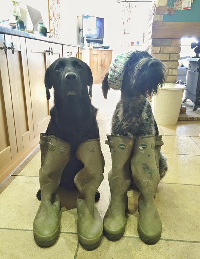 A black Labrador and a wirehaired dog in a woolly hat sitting in two pairs of Le Chameau wellington boots in a farmhouse kitchen