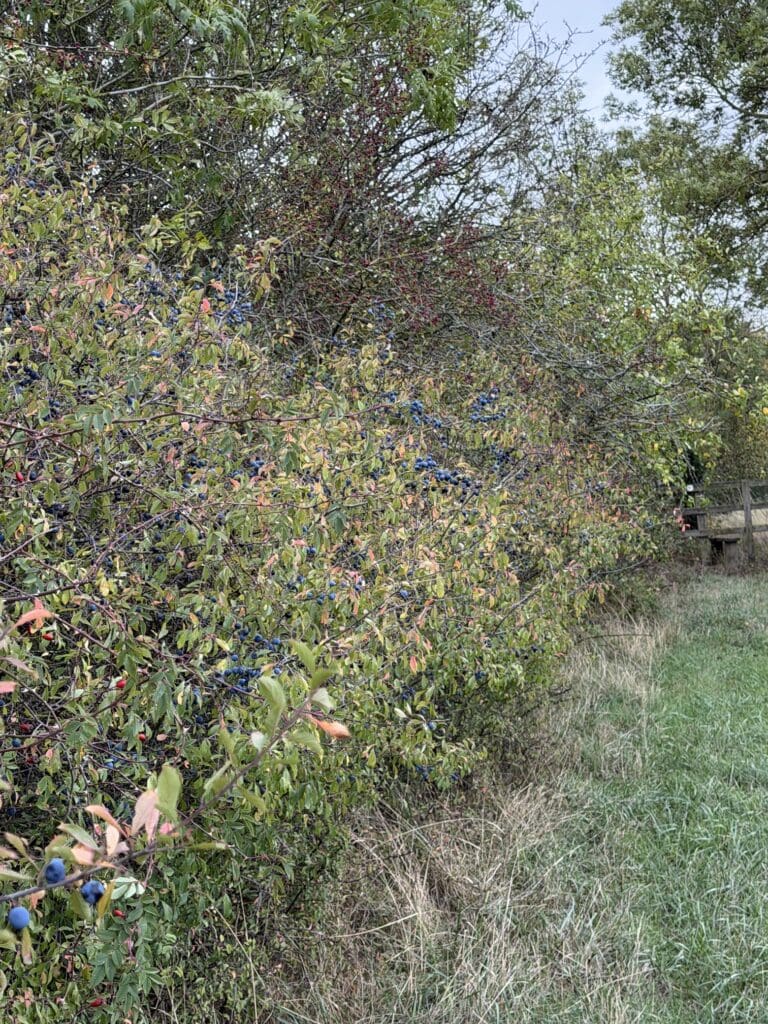 Sloe hedge near Castle Ashby