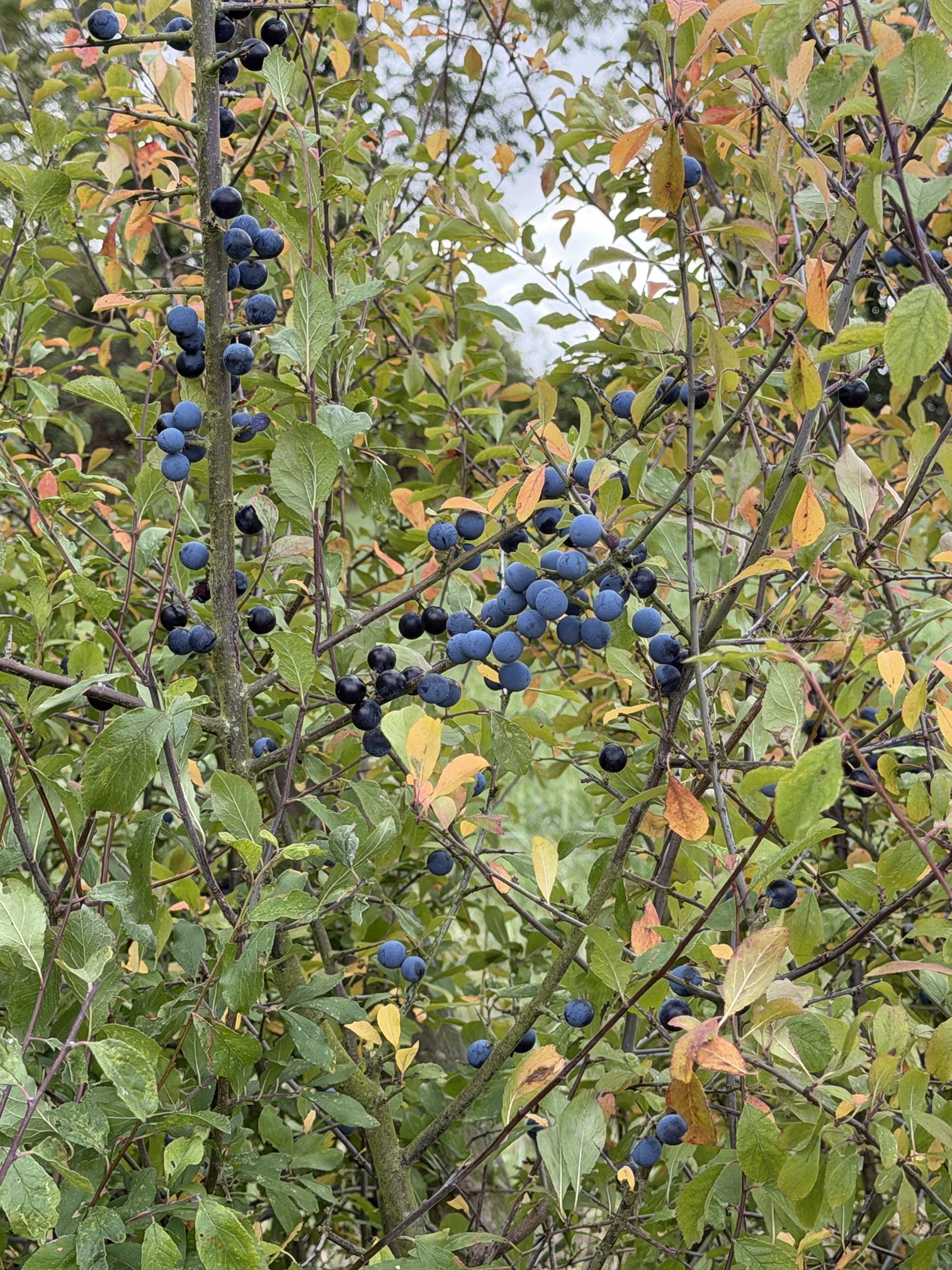 Sloes on blackthorn at Castle Ashby 1